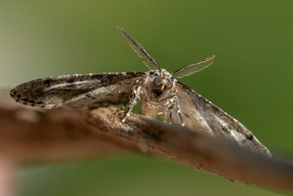 Cleorodes lichenaria, Korstmosspanner ?