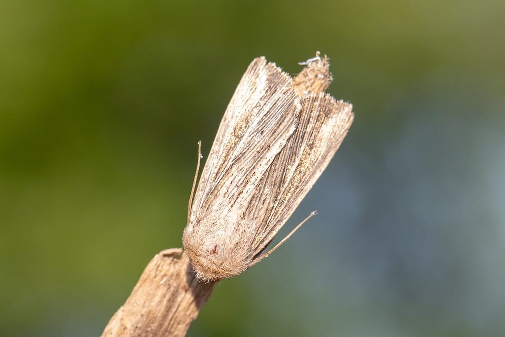 Mythimna impura, Stompvleugelgrasuil