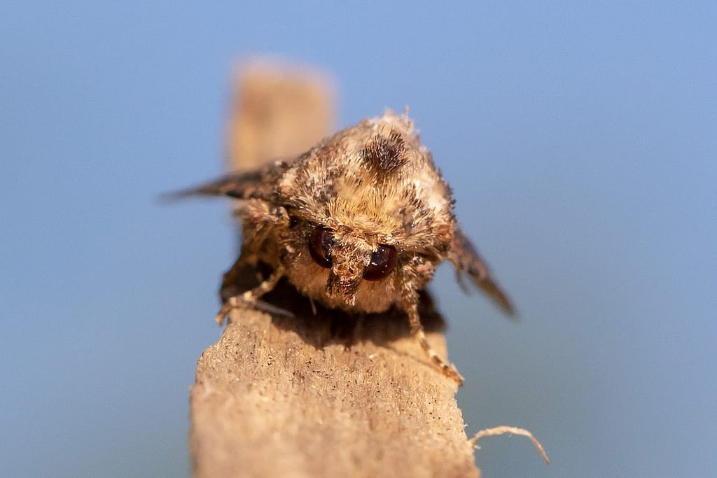 Mesapamea secalis, Halmrupsvlinder ?