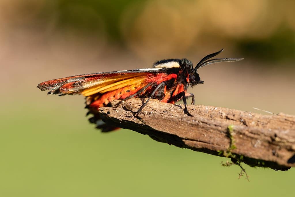 Arctia Villica, Roomvlek