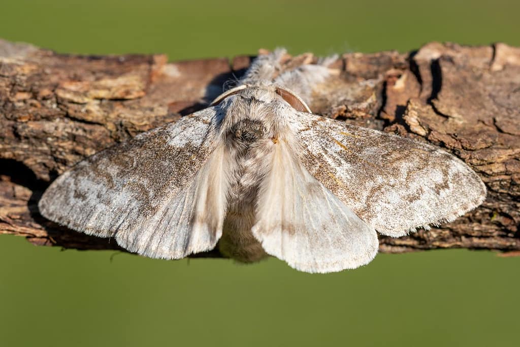 Calliteara pudibunda, Meriansborstel