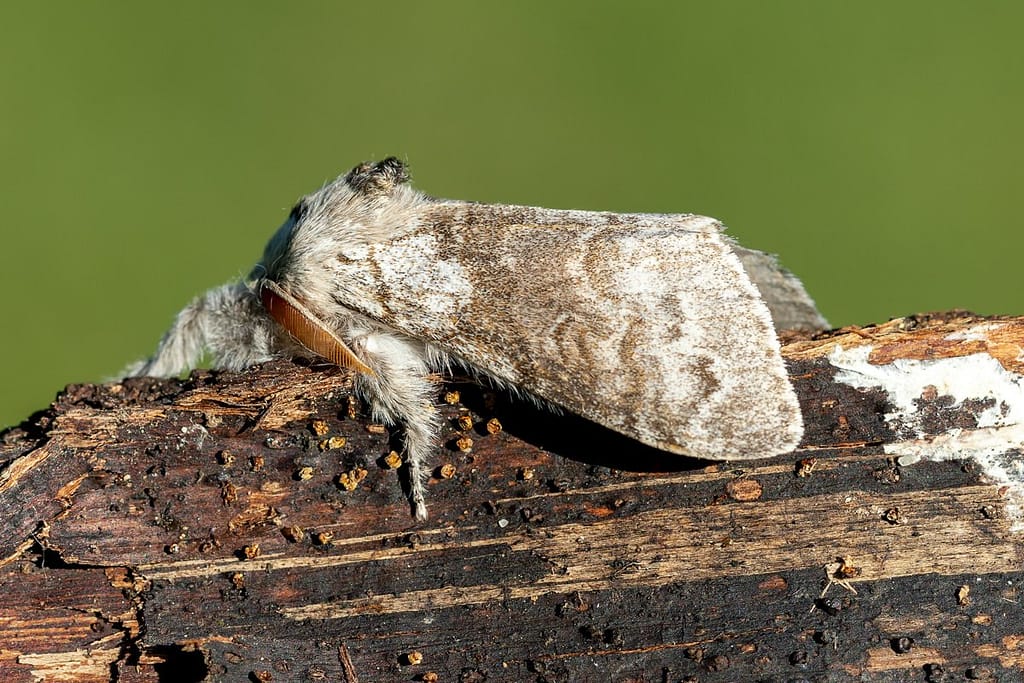 Calliteara pudibunda, Meriansborstel