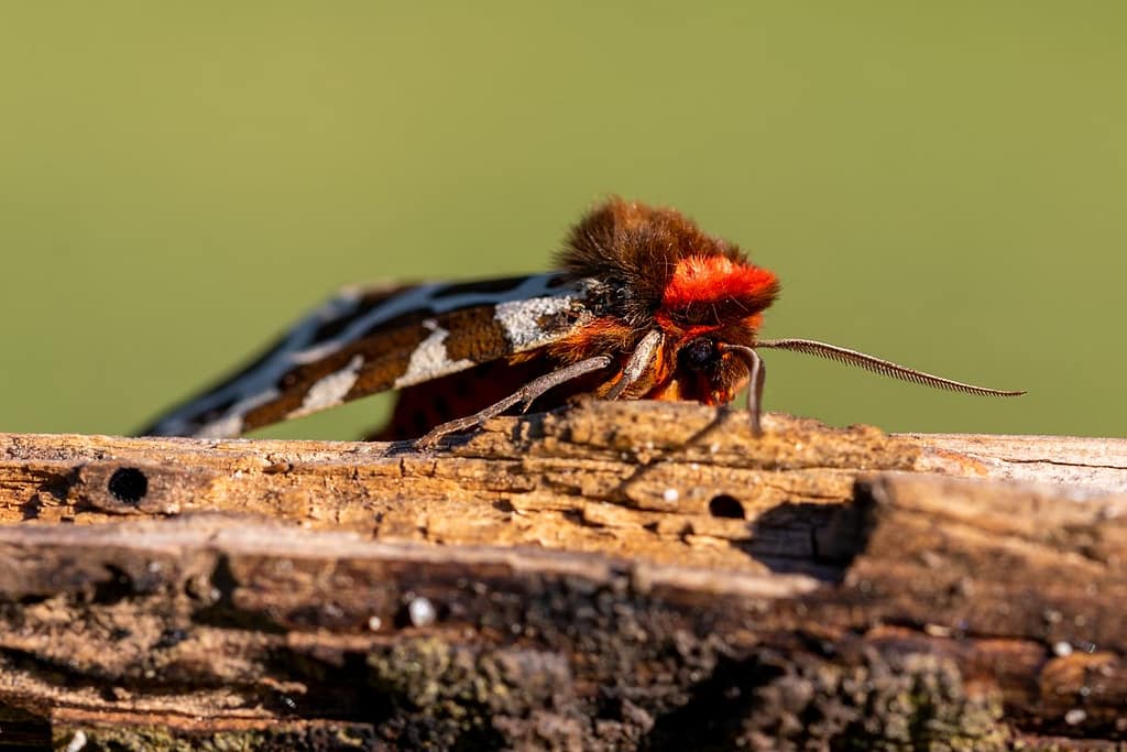 Arctia caja, Grote beer