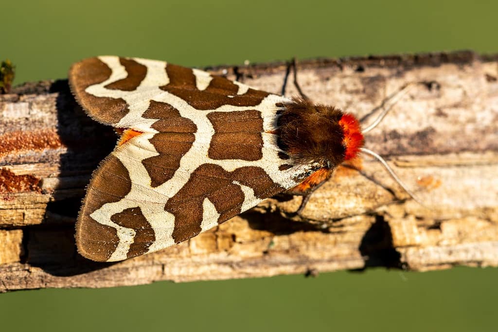 Arctia caja, Grote beer