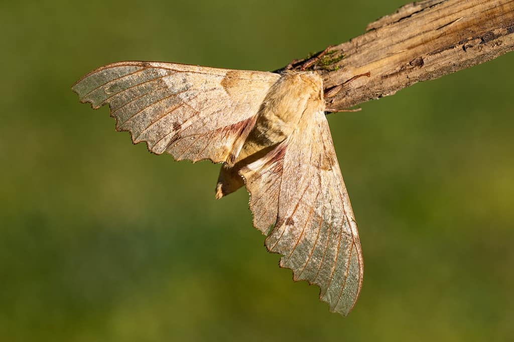 Marumba quercus, Eikenpijlstaart