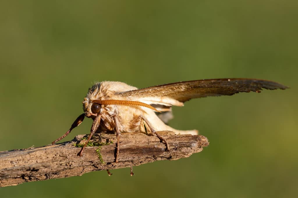 Marumba quercus, Eikenpijlstaart