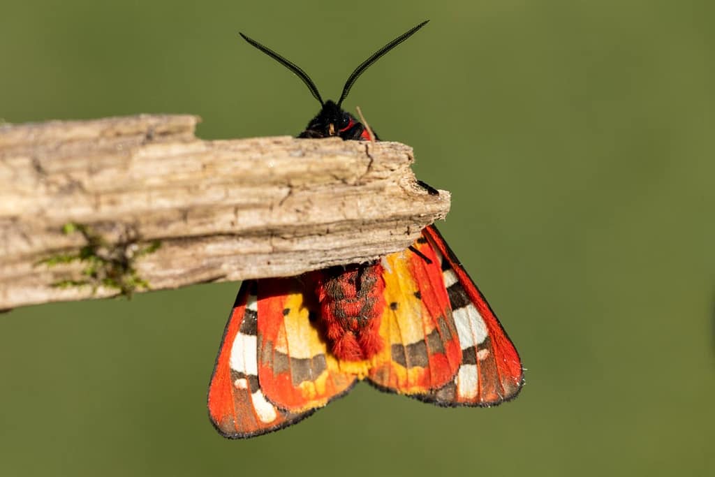 Arctia Villica, Roomvlek