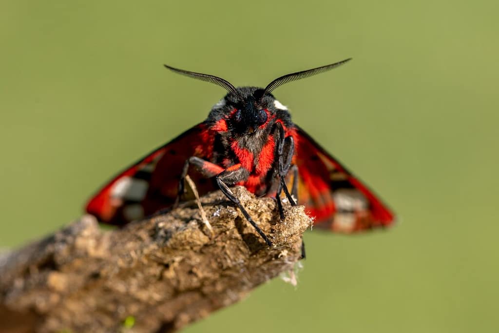 Arctia Villica, Roomvlek