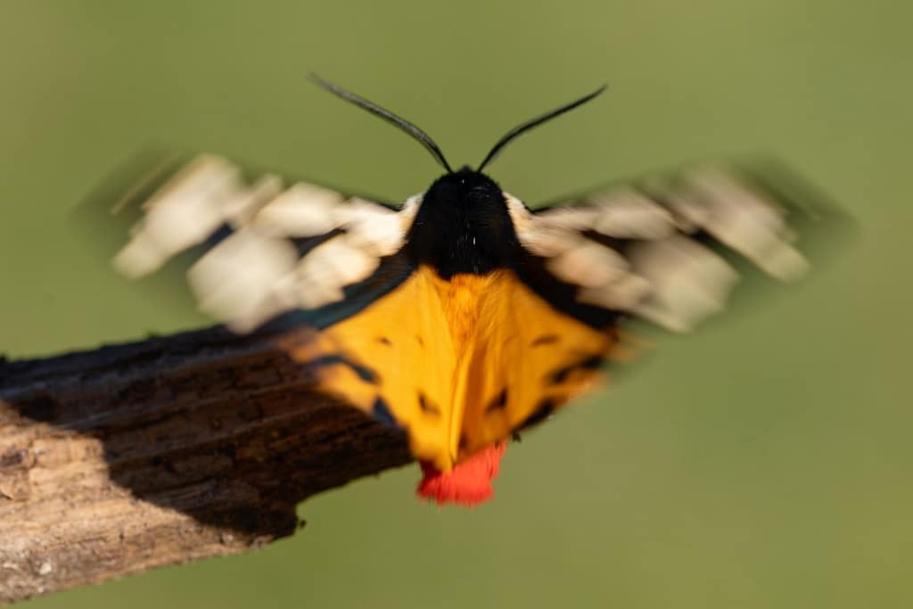 Arctia Villica, Roomvlek