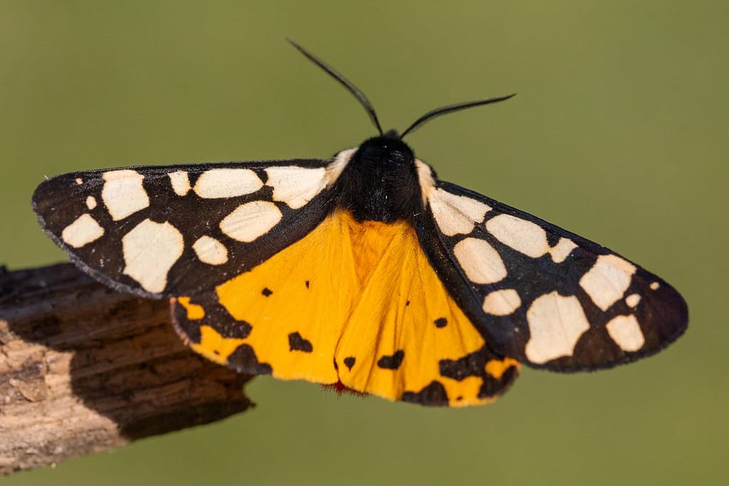 Arctia Villica, Roomvlek