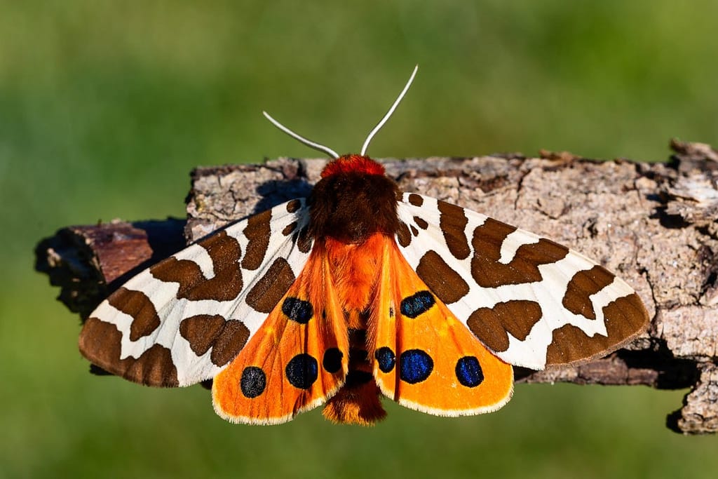 Arctia caja, grote beer