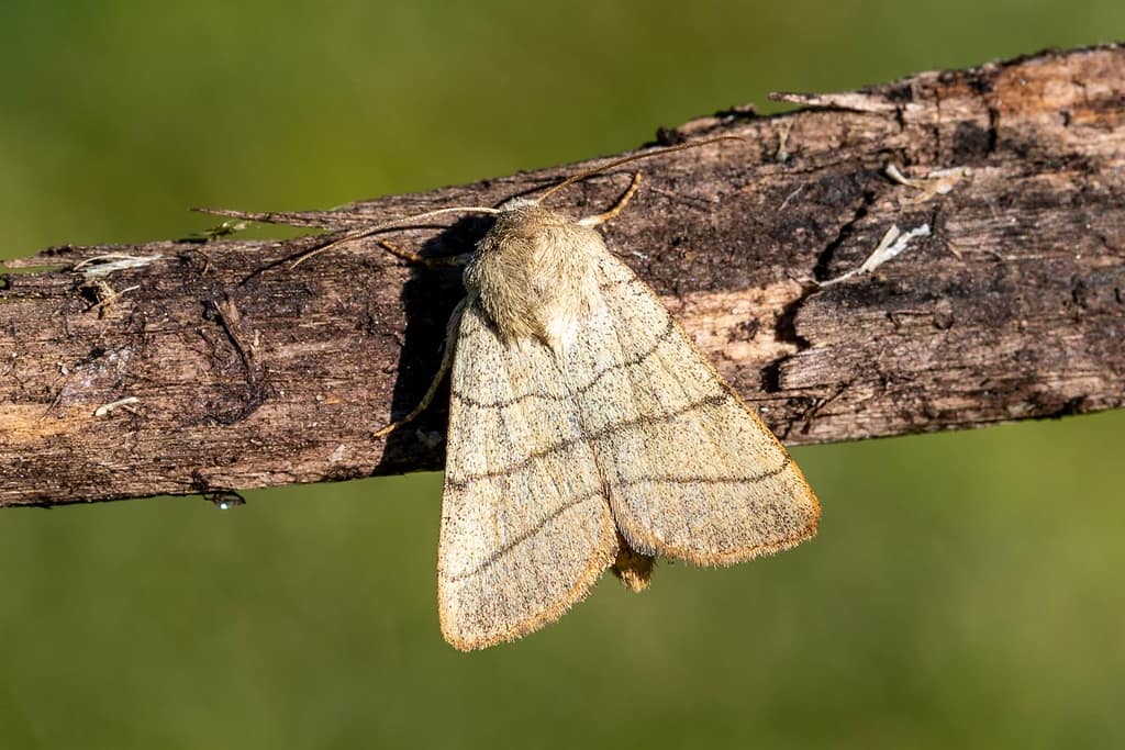 Charanyca trigrammica, Drielijnuil