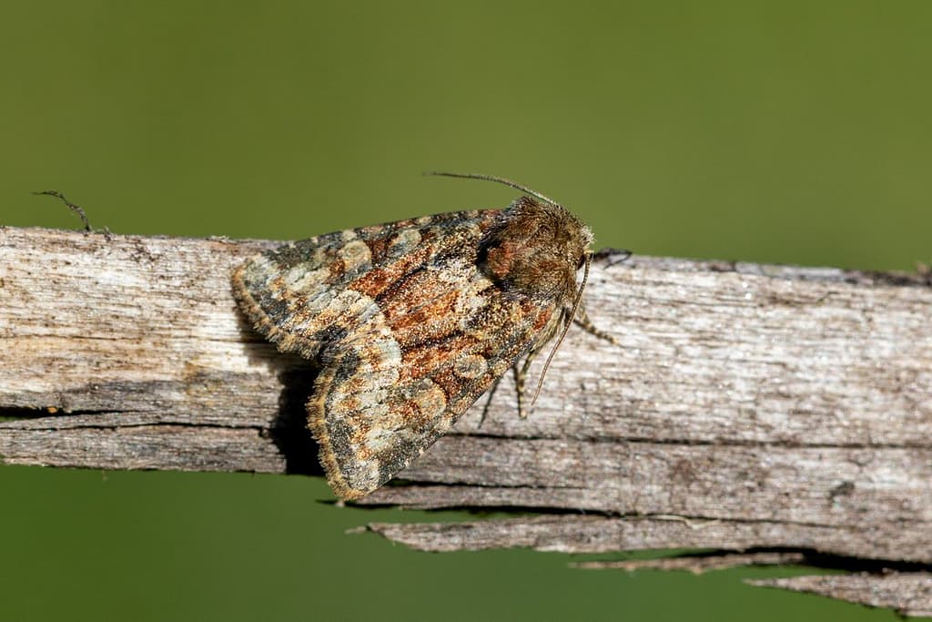 Lacanobia w-latinum, Brede-w-uil