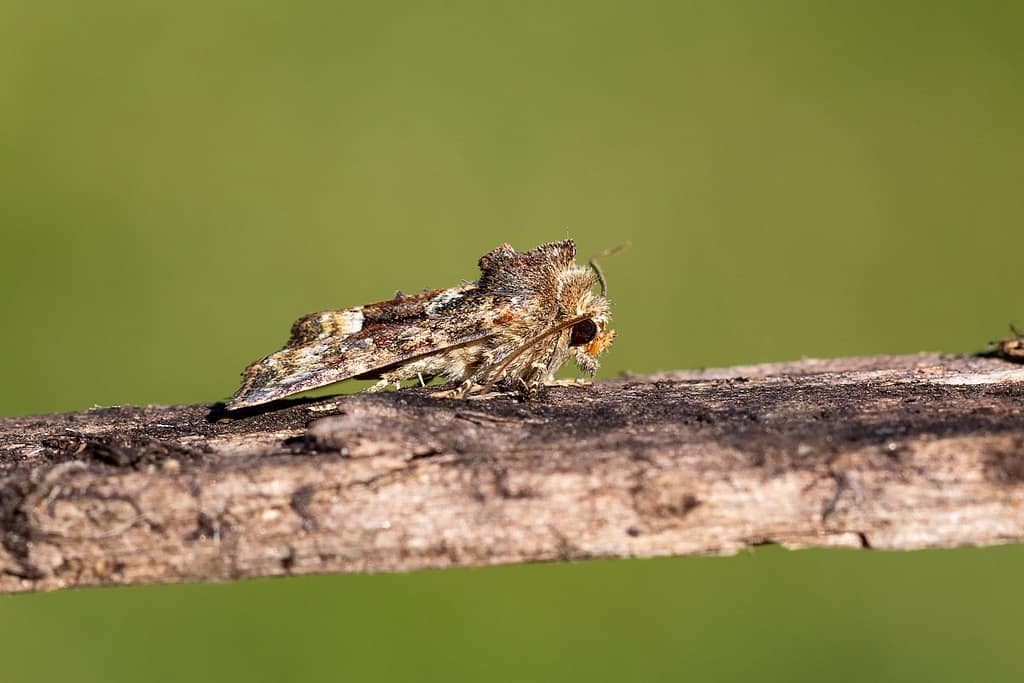 Lacanobia w-latinum, Brede-w-uil