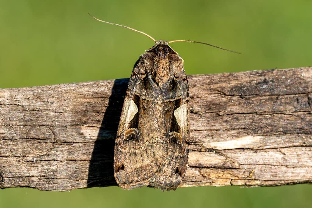 Xestia c-nigrum, Zwarte-c-uil