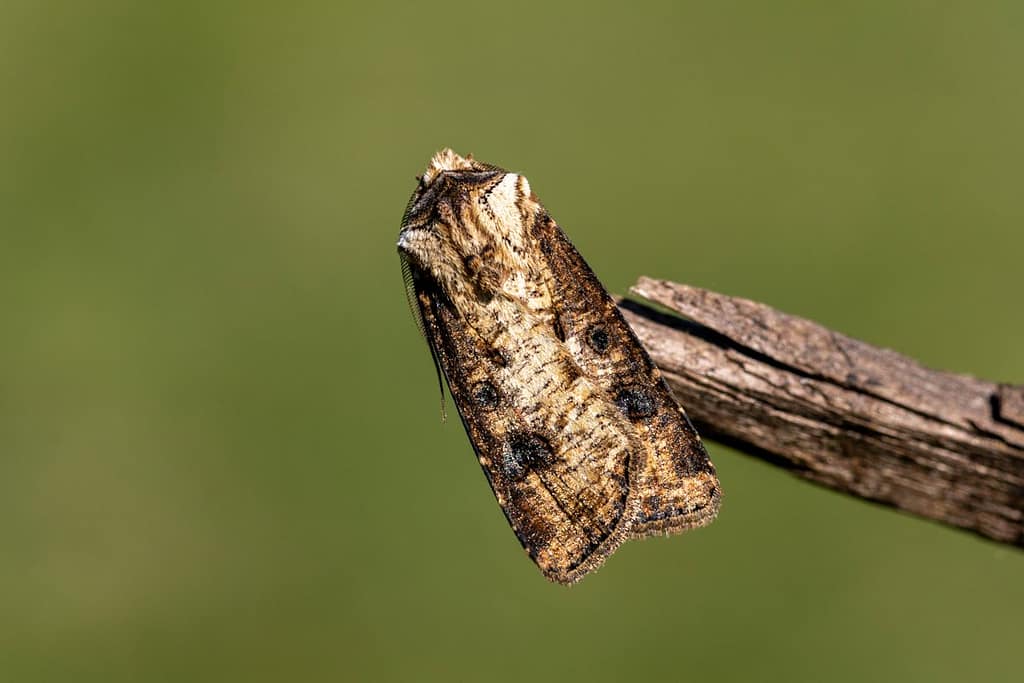 Agrotis clavis, Geoogde worteluil