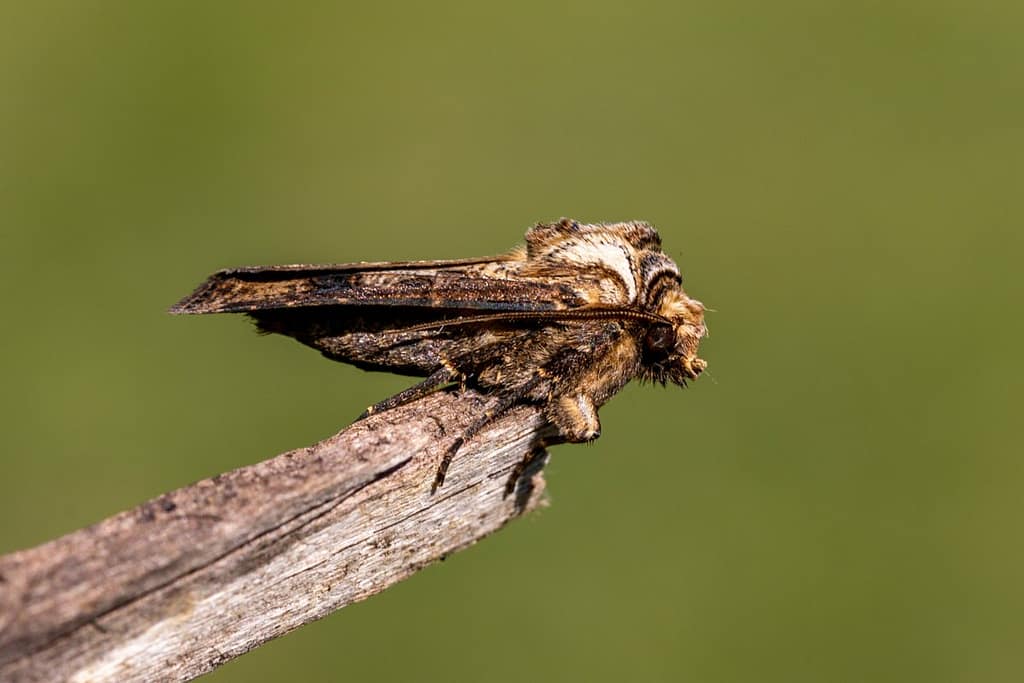 Agrotis clavis, Geoogde worteluil