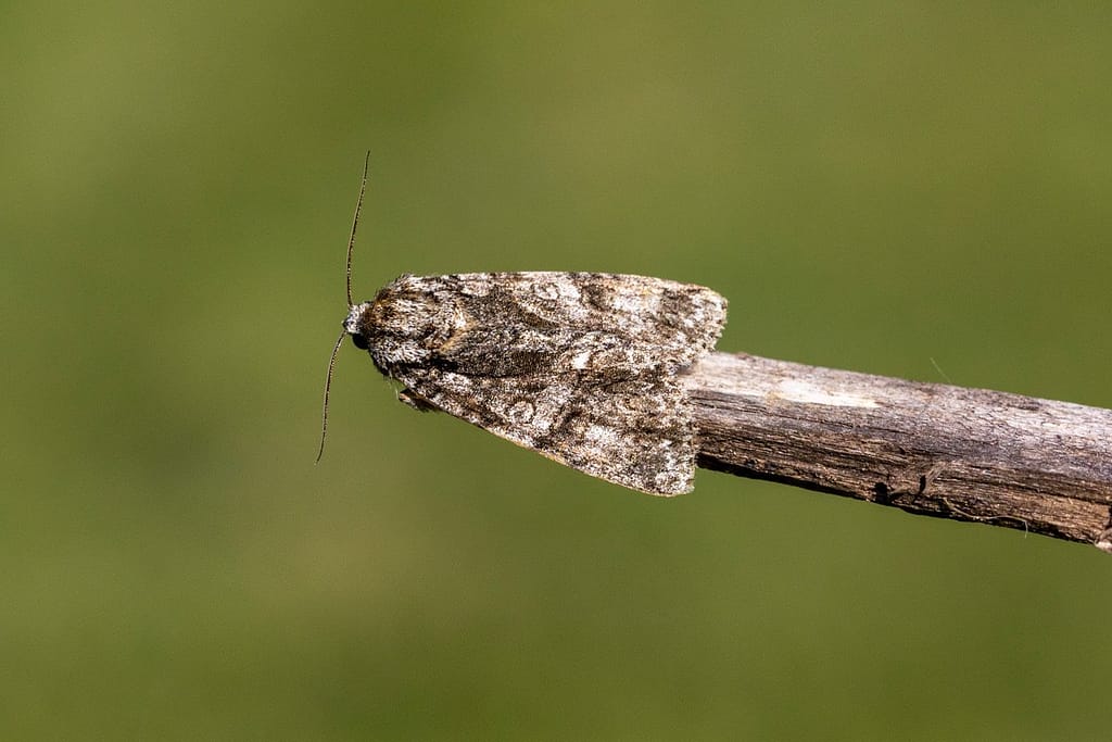 Acronicta rumicis, Zuringuil