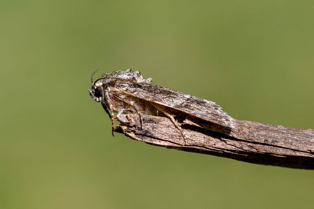 Acronicta rumicis, Zuringuil