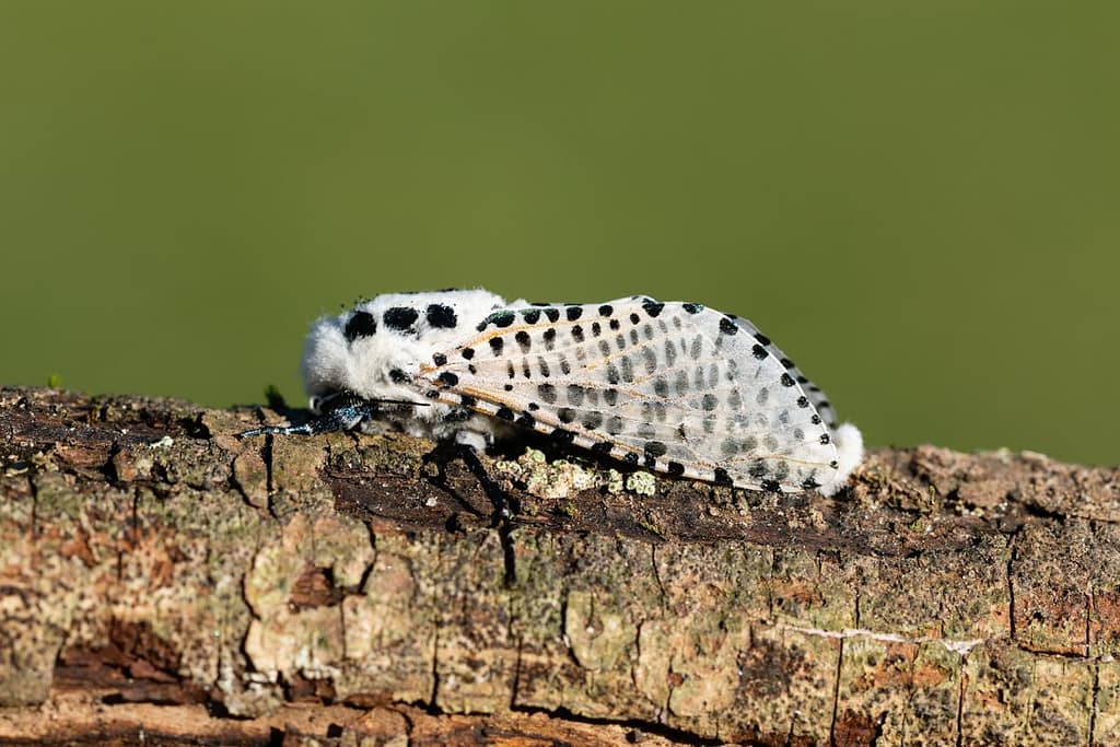 Zeuzera pyrina, Gestippelde houtvlinder