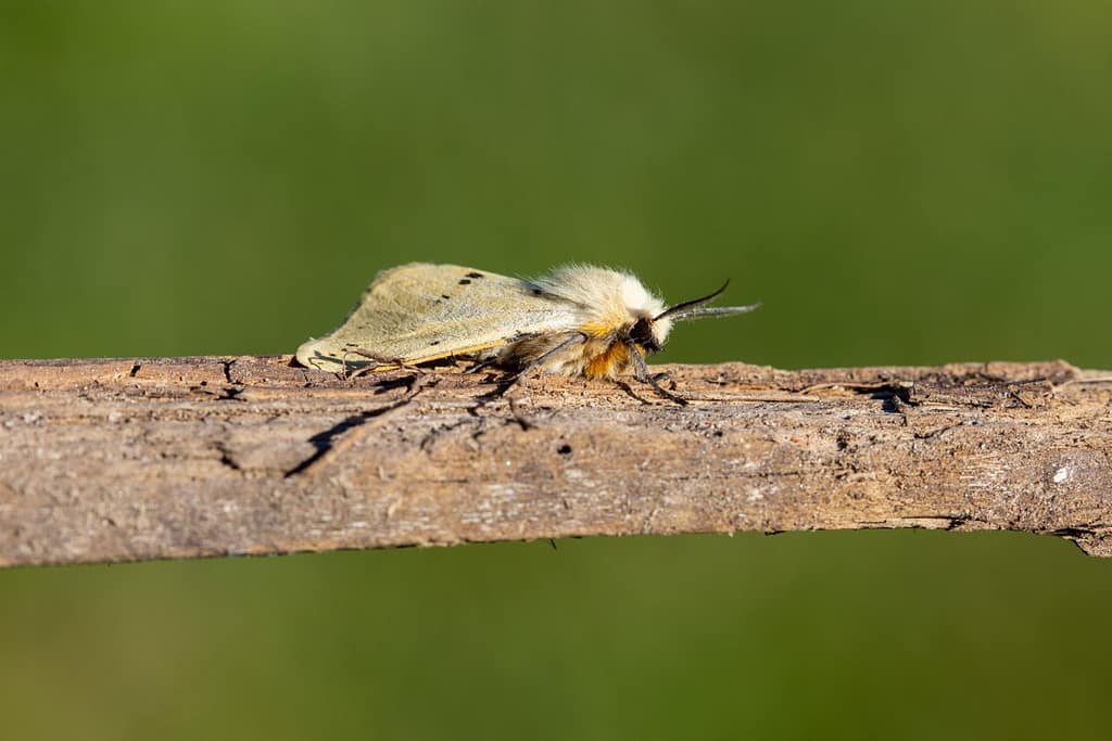 Spilosoma lutea, Gele tijger