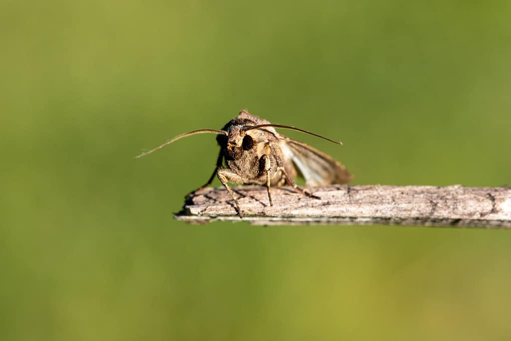 Agrotis exclamationis, Gewone worteluil