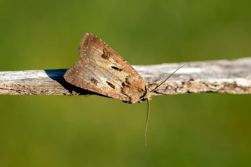 Agrotis exclamationis, Gewone worteluil