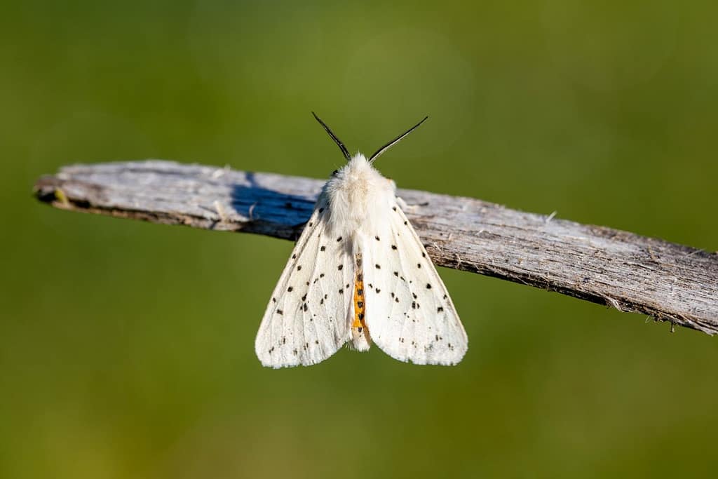 Spilosoma lubricipeda, Witte tijger vlinder