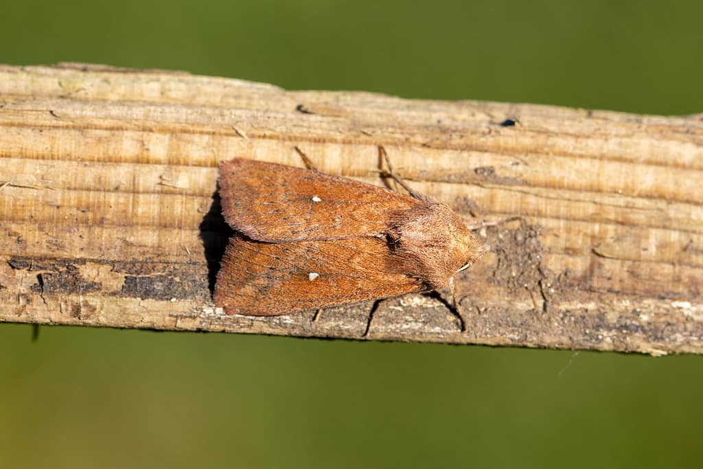 Mythimna albipuncta, Witstipgrasuil