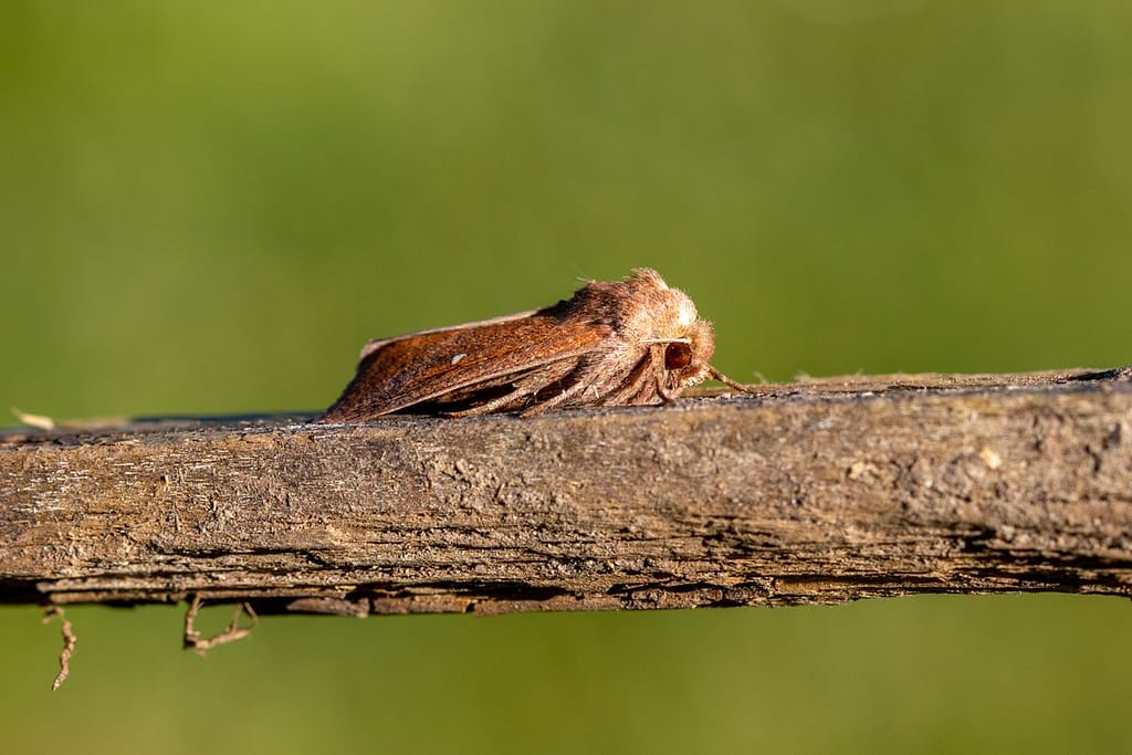 Mythimna albipuncta, Witstipgrasuil