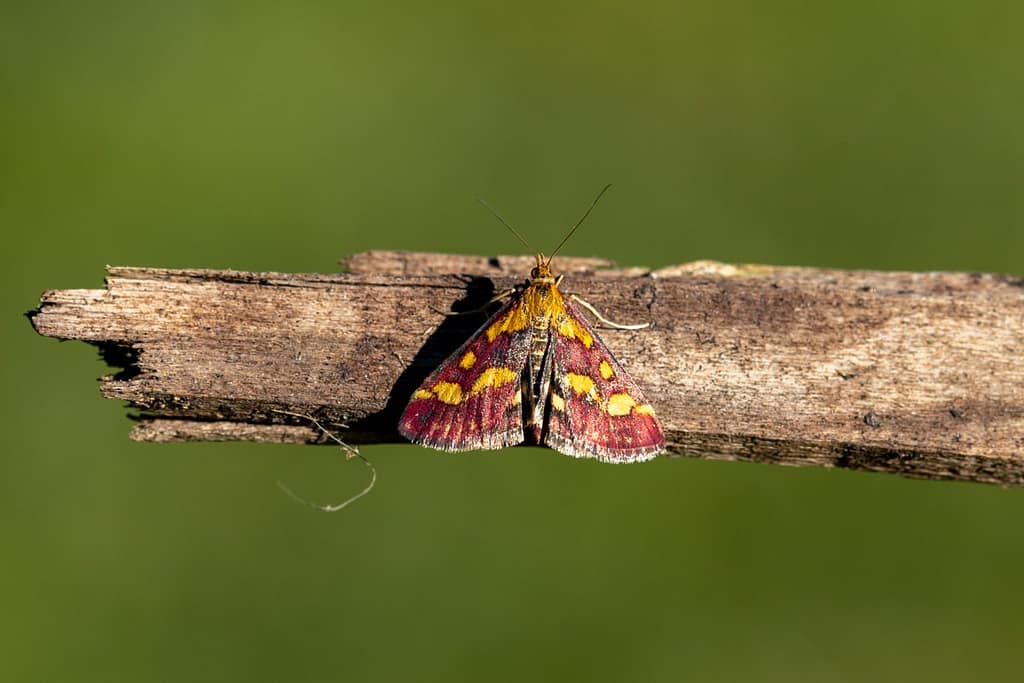 Pyrausta purpuralis, Purpermotje