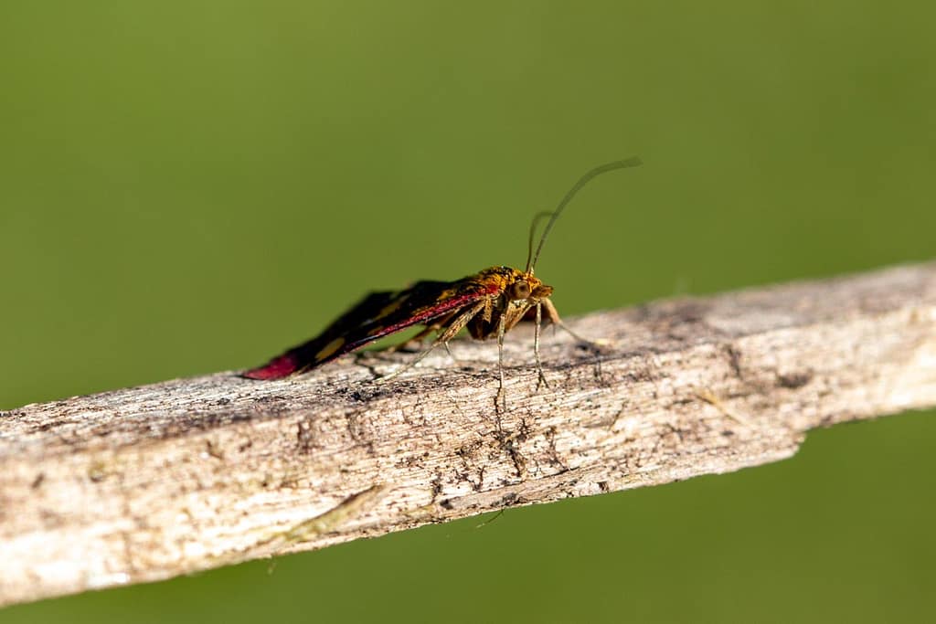 Pyrausta purpuralis, Purpermotje