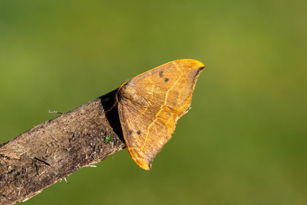 Watsonalla binaria, Gele eenstaart