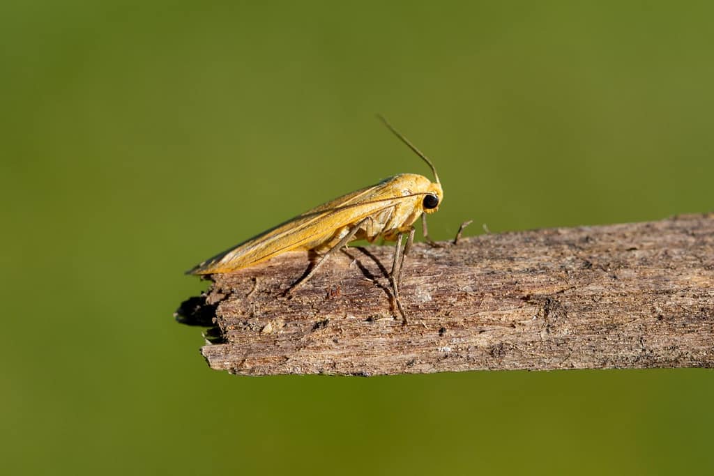 Eilema sororcula, Geel beertje