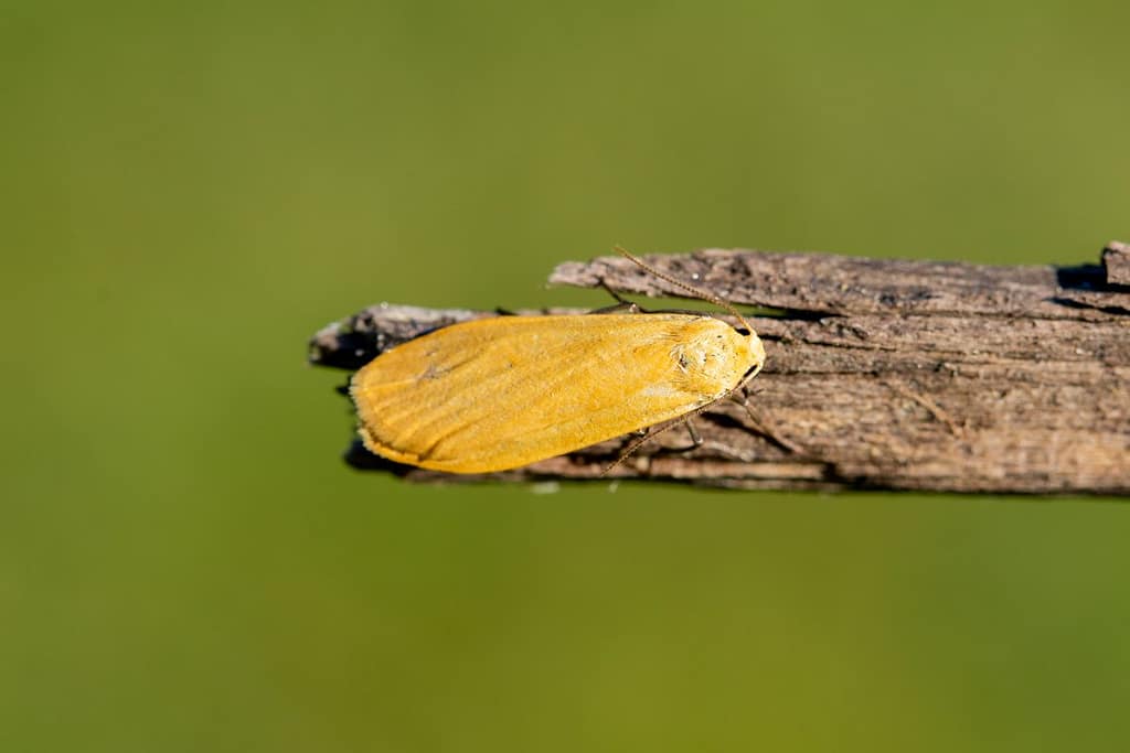 Eilema sororcula, Geel beertje