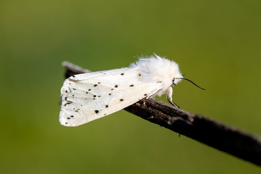 Spilosoma lubricipeda, Witte tijger vlinder