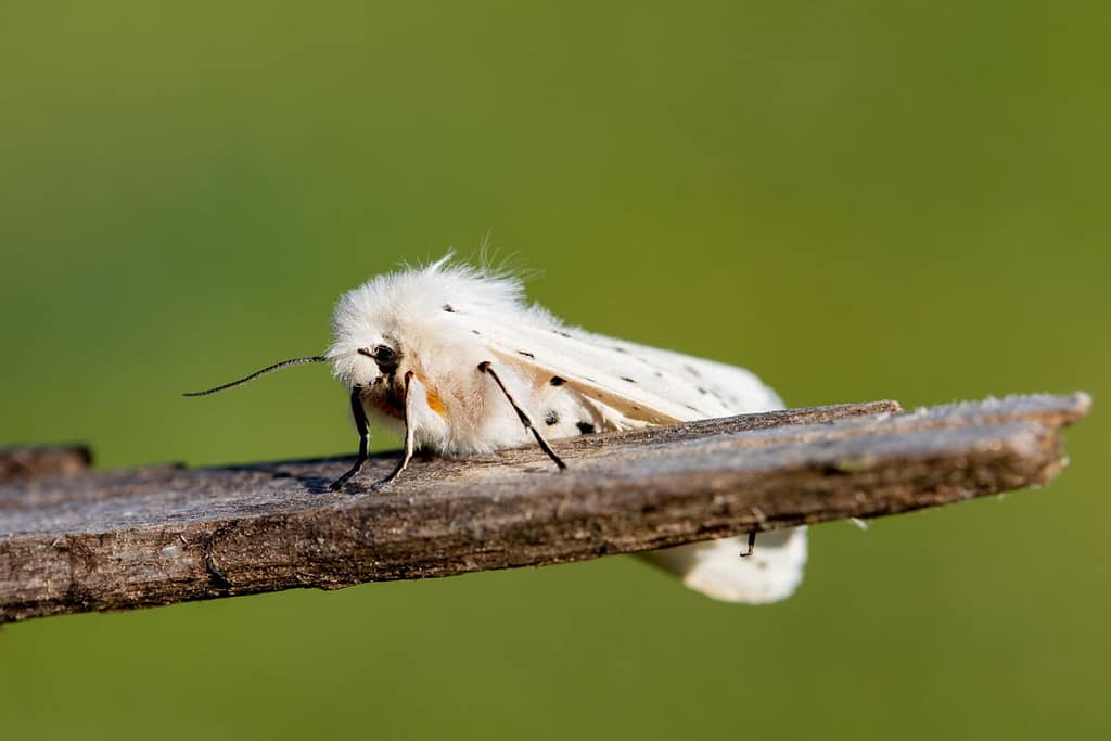 Spilosoma lubricipeda, Witte tijger vlinder