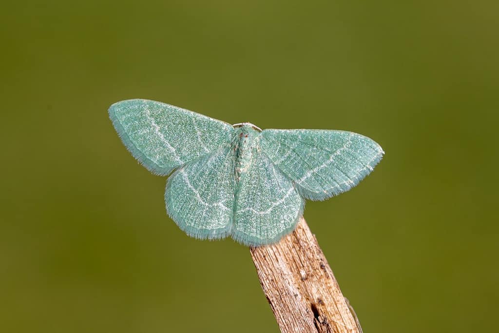 Jodis Lactearia, Melkwitte zomervlinder