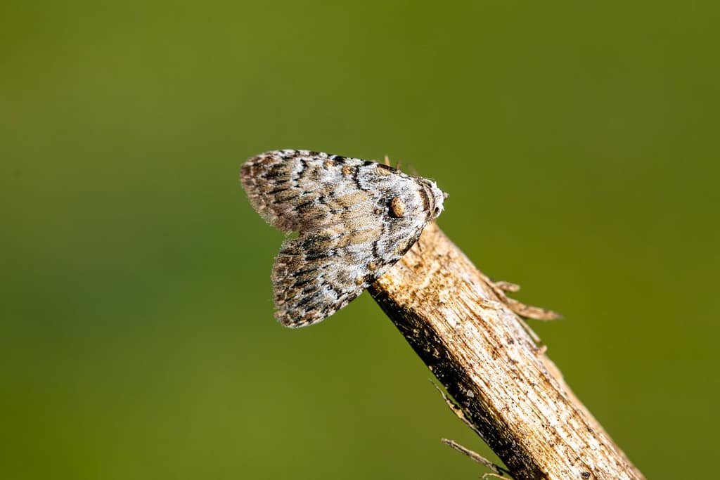 Meganola strigula, Donker visstaartje