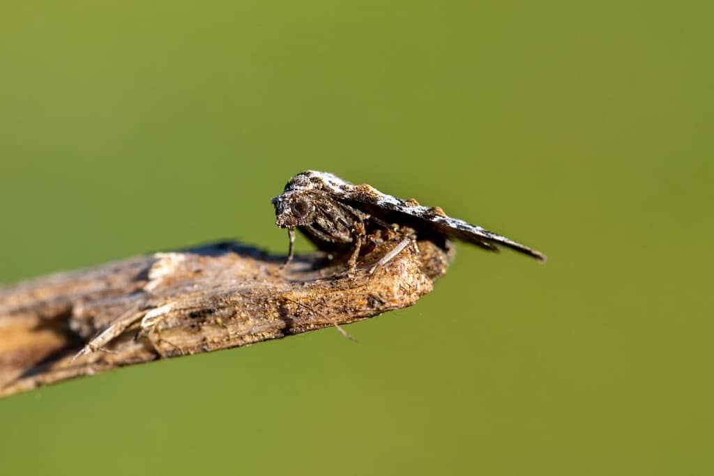 Meganola strigula, Donker visstaartje