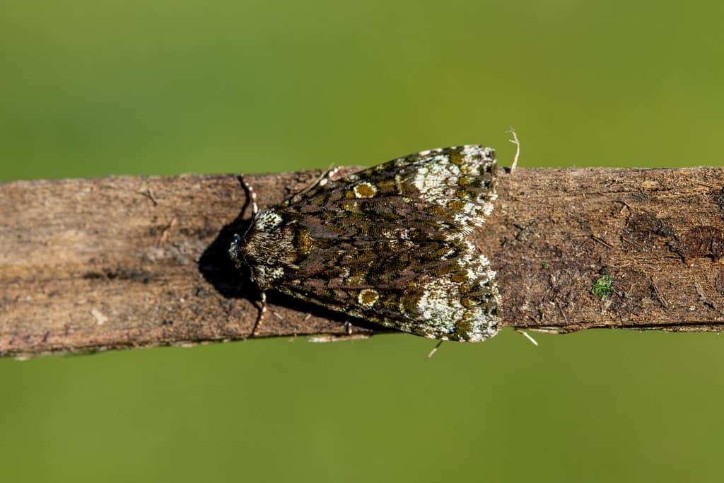Craniophora ligustri, Schedeldrager