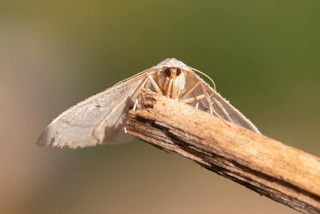 Idaea straminata, Egale stripspanner
