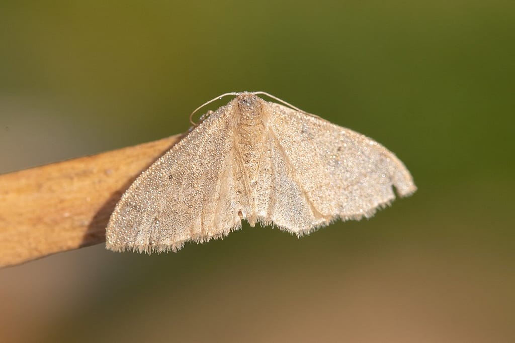 Idaea straminata, Egale stripspanner