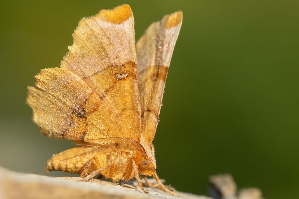 Selenia lunularia, Lindeherculesje