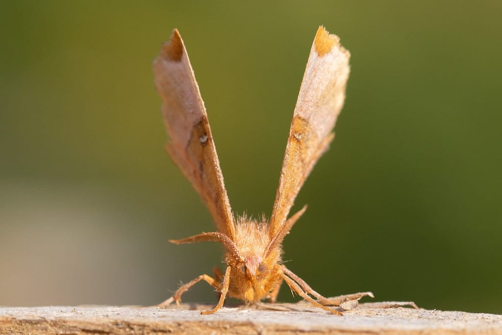Selenia lunularia, Lindeherculesje