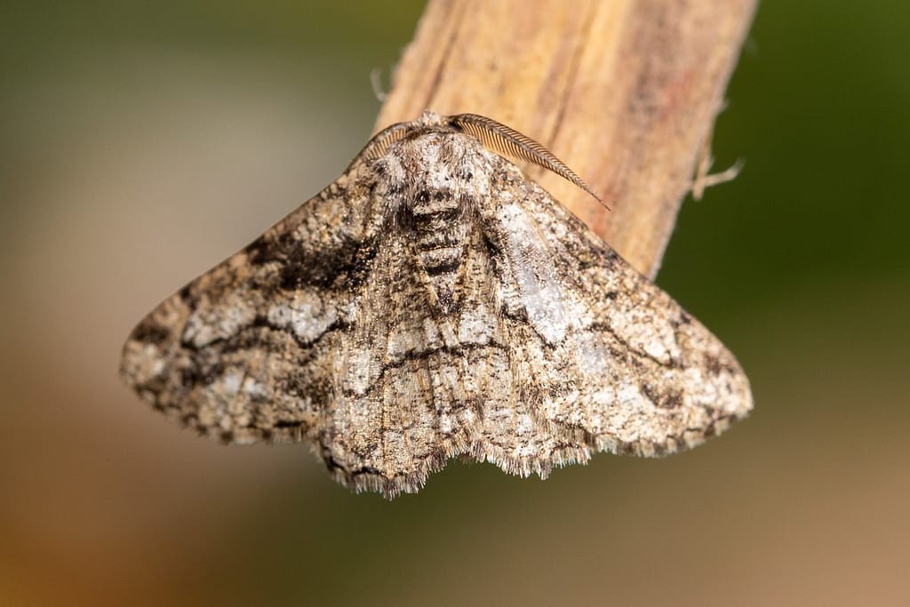 Synopsia sociaria, Zuidelijke spikkelspanner