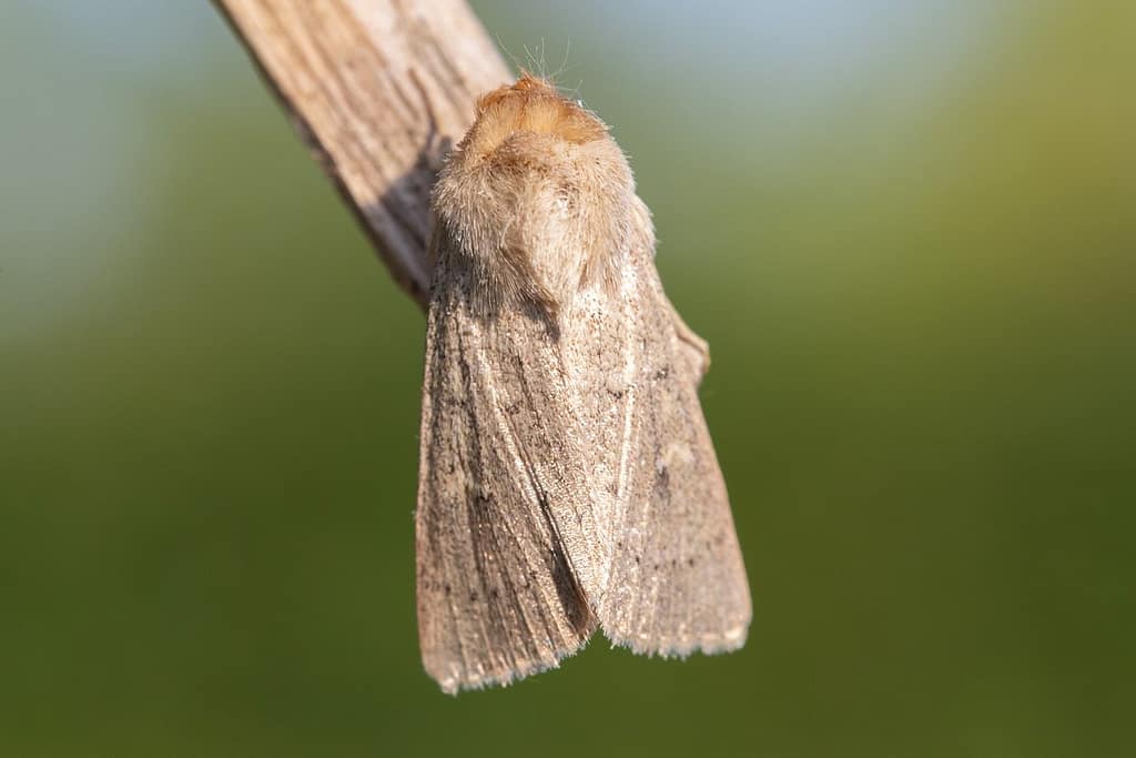 Mythimna sicula, Wortelstreepgrasuil