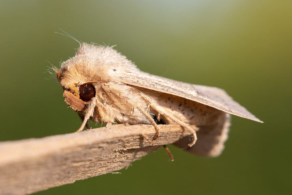 Mythimna sicula, Wortelstreepgrasuil