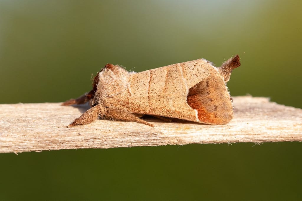 Clostera curtula, Bruine wapendrager