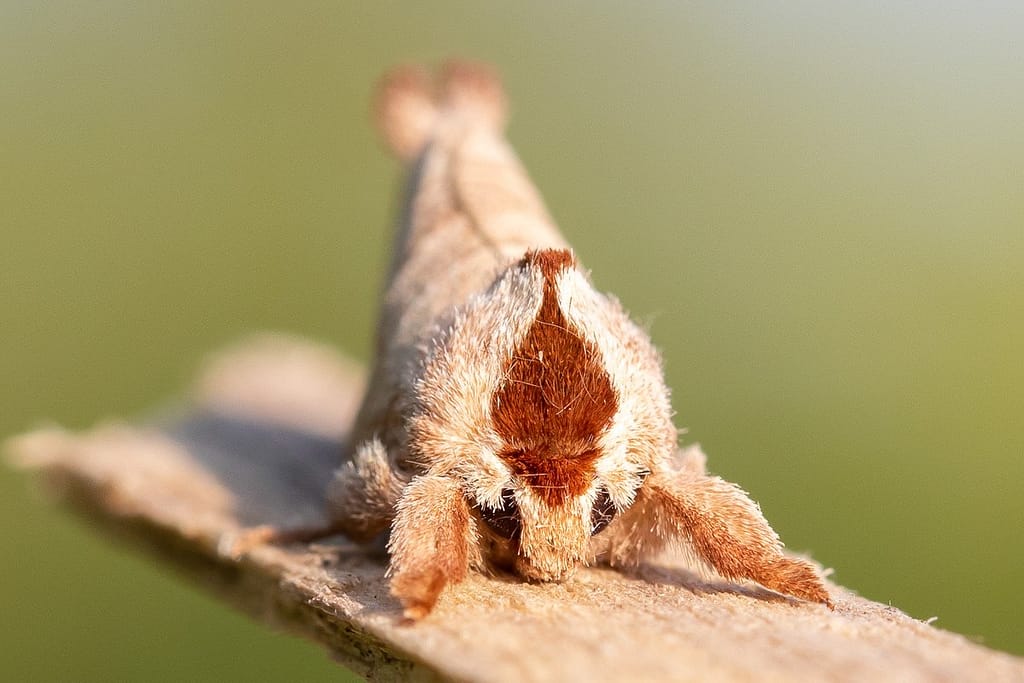 Clostera curtula, Bruine wapendrager
